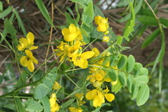 Cassia surattensis